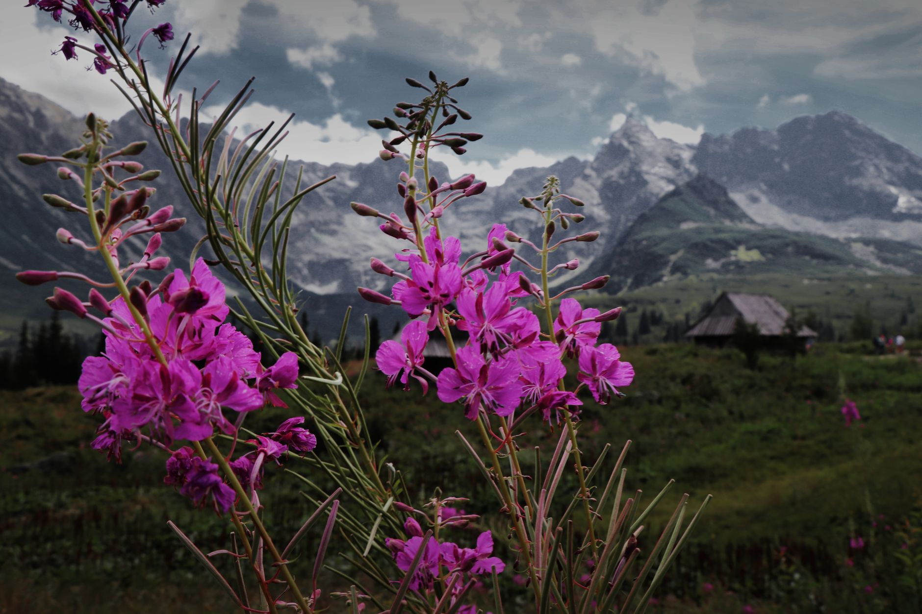 Vivid fireweed flowers in front of the majestic Tatra Mountains in Poland's lush landscape.