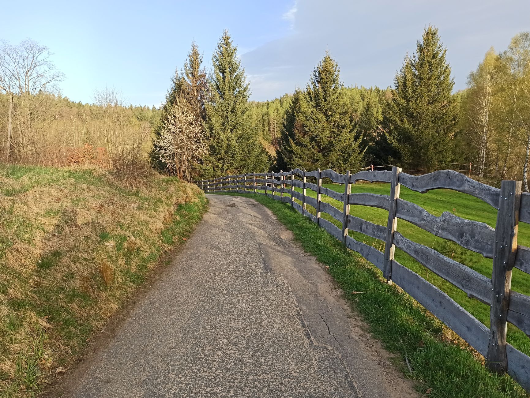 A charming spring scene featuring a rural pathway bordered by spruce trees in Dolnośląskie, Poland.
