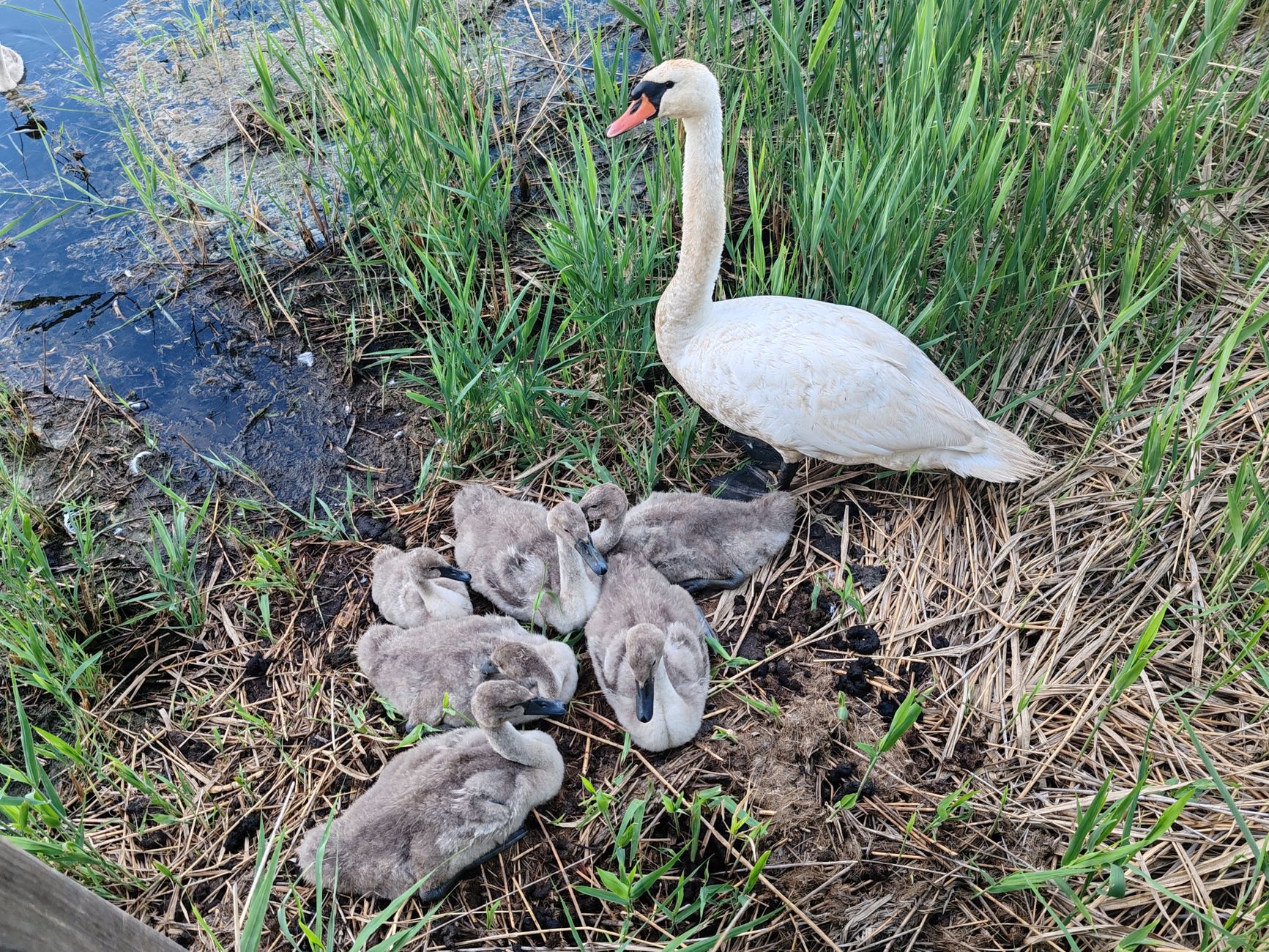 A swan and its cygnets nestled in reeds by the water's edge, showcasing springtime nature.