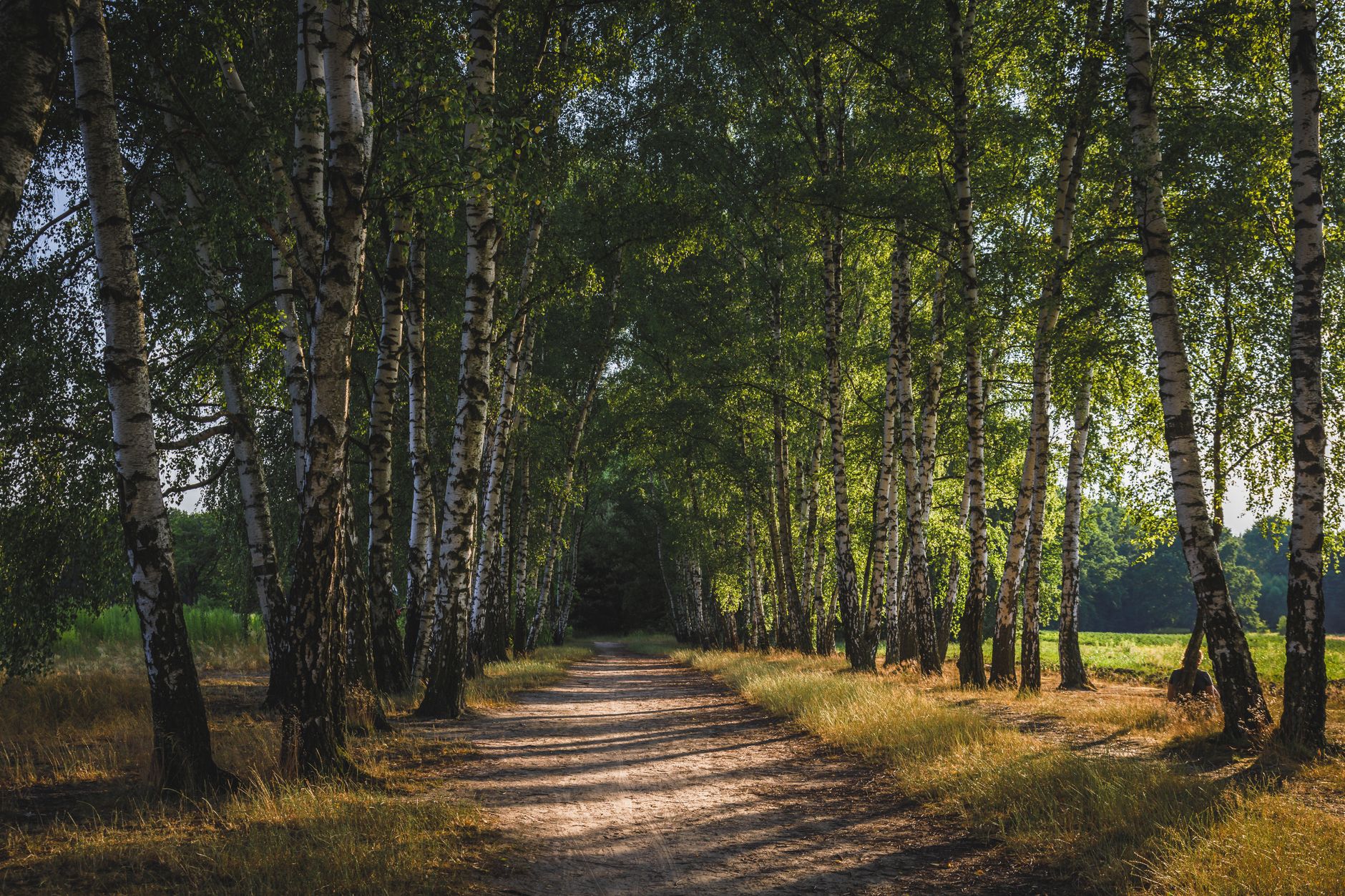 Quiet forest path with birch trees in Warsaw's lush park during a sunny day.