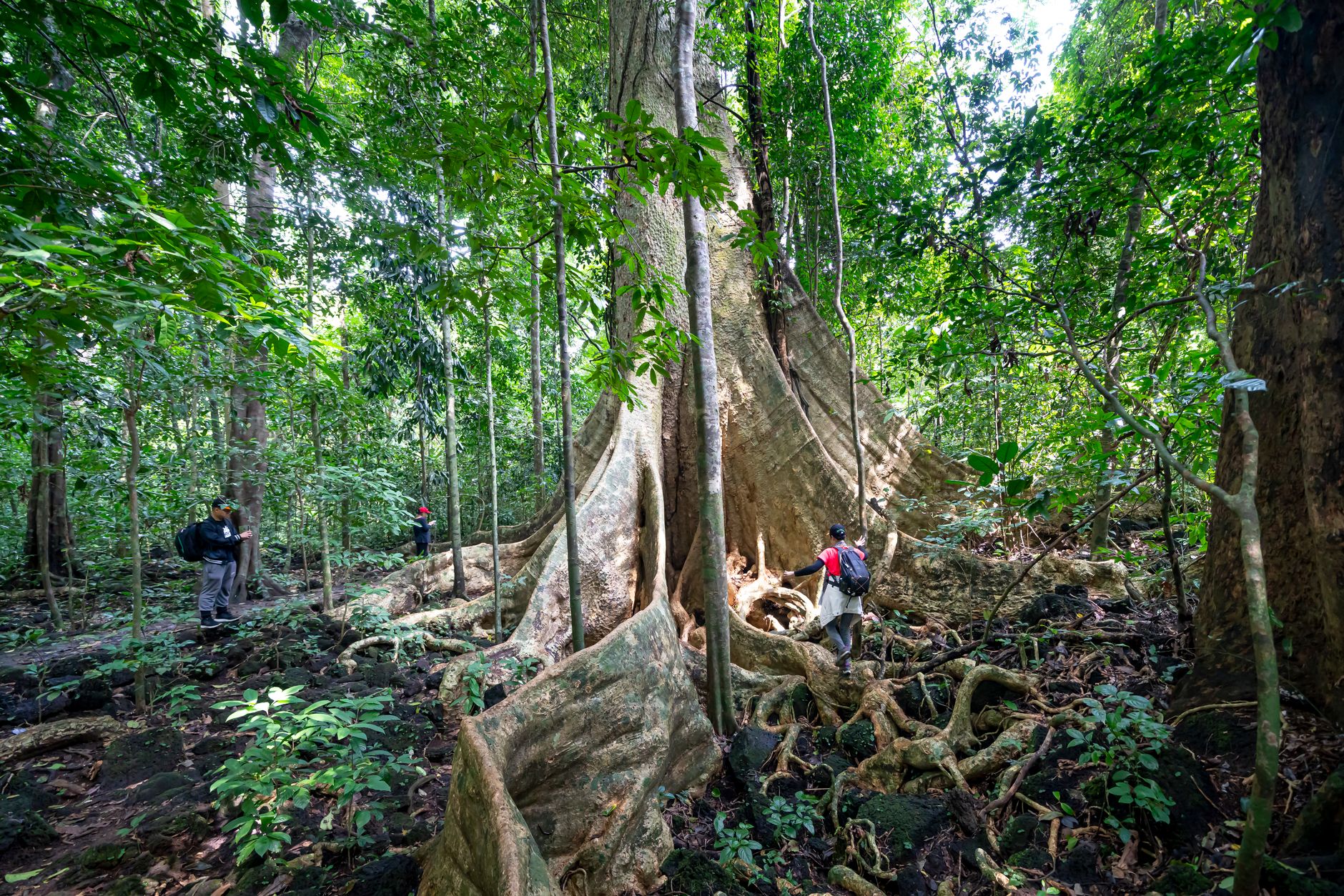 Backpackers strolling around huge tree with big roots in lush green rainforest while trekking